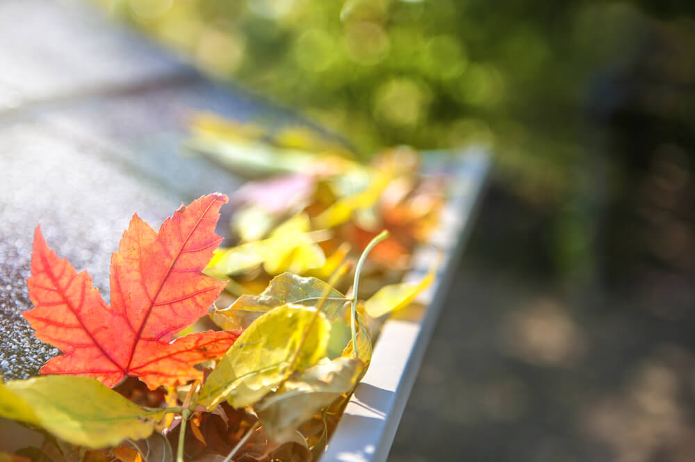 Fall leaves in a gutter